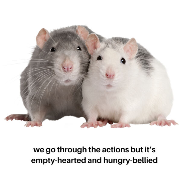 Hungry-Bellied Rats Thumbnail