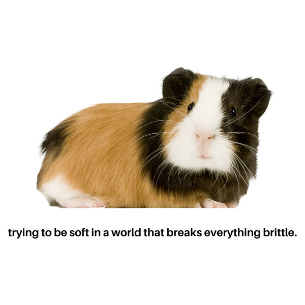 Brittle Pig Thumbnail
